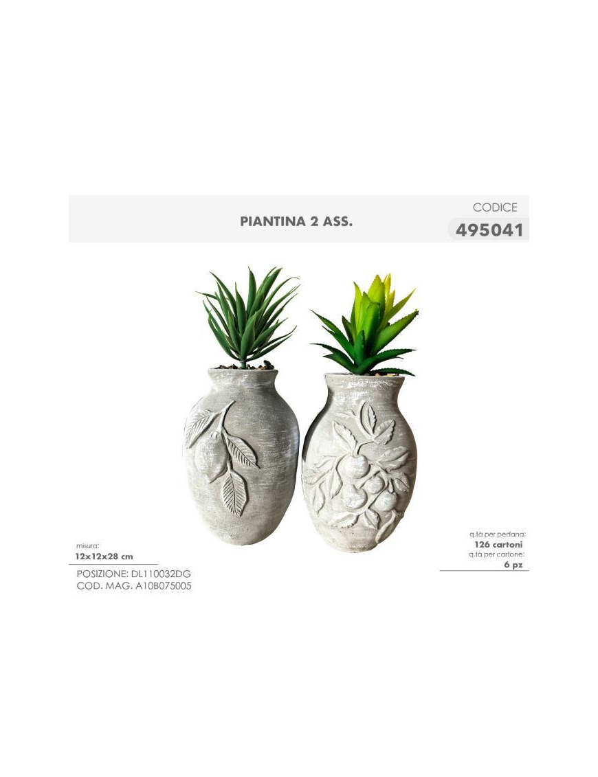 PIANTINA GRASSA 12x28cm 495041