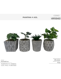 PIANTINA GRASSA 13x23cm 495043