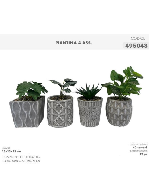 PIANTINA GRASSA 13x23cm 495043