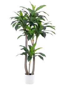 PIANTA G. DRACENA 155cm 62780