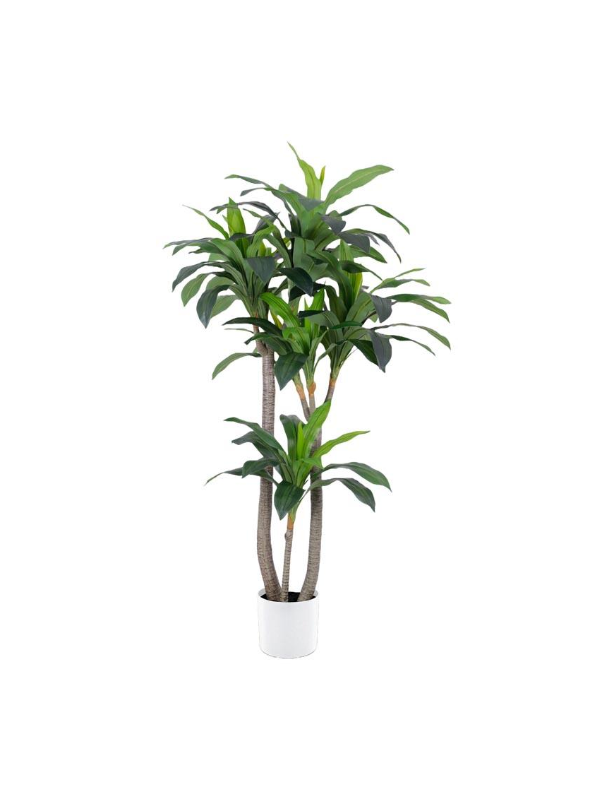 PIANTA G. DRACENA 155cm 62780