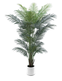 PIANTA GR. PALMA REAL 210cm 62781