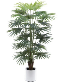 PIANTA GR. PALMA VENTAGLIO 220cm 62783