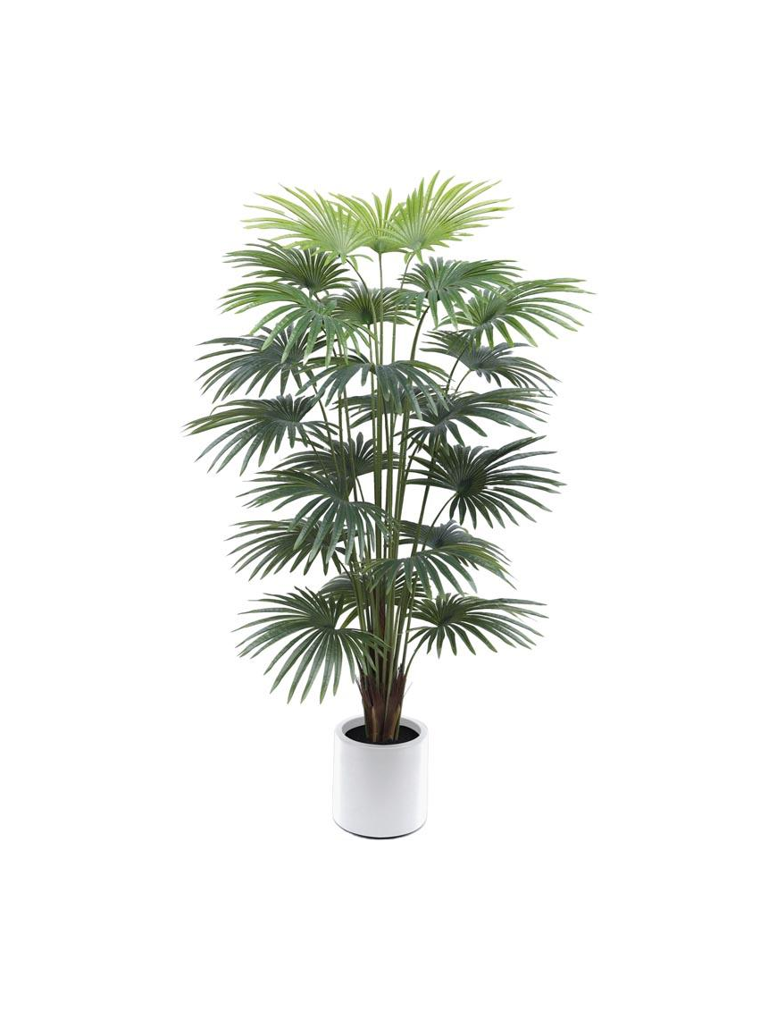 PIANTA GR. PALMA VENTAGLIO 220cm 62783