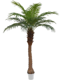 PIANTA GR. PALMA PHOENIX 180cm 62784