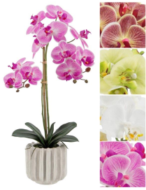 PIANTA G. ORCHIDEA REAL ASS. 68cm 62778
