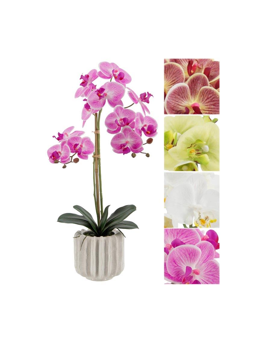 PIANTA G. ORCHIDEA REAL ASS. 68cm 62778