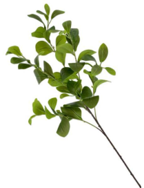 NATURAL LONG STEM 90cm