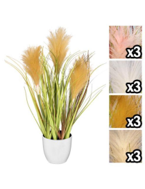 PIANTA PAMPAS