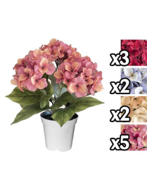 HYDRANGEA PLANT 33 CENTIMETERS