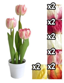 PIANTA TULIPANI 34 CENTIMETRI