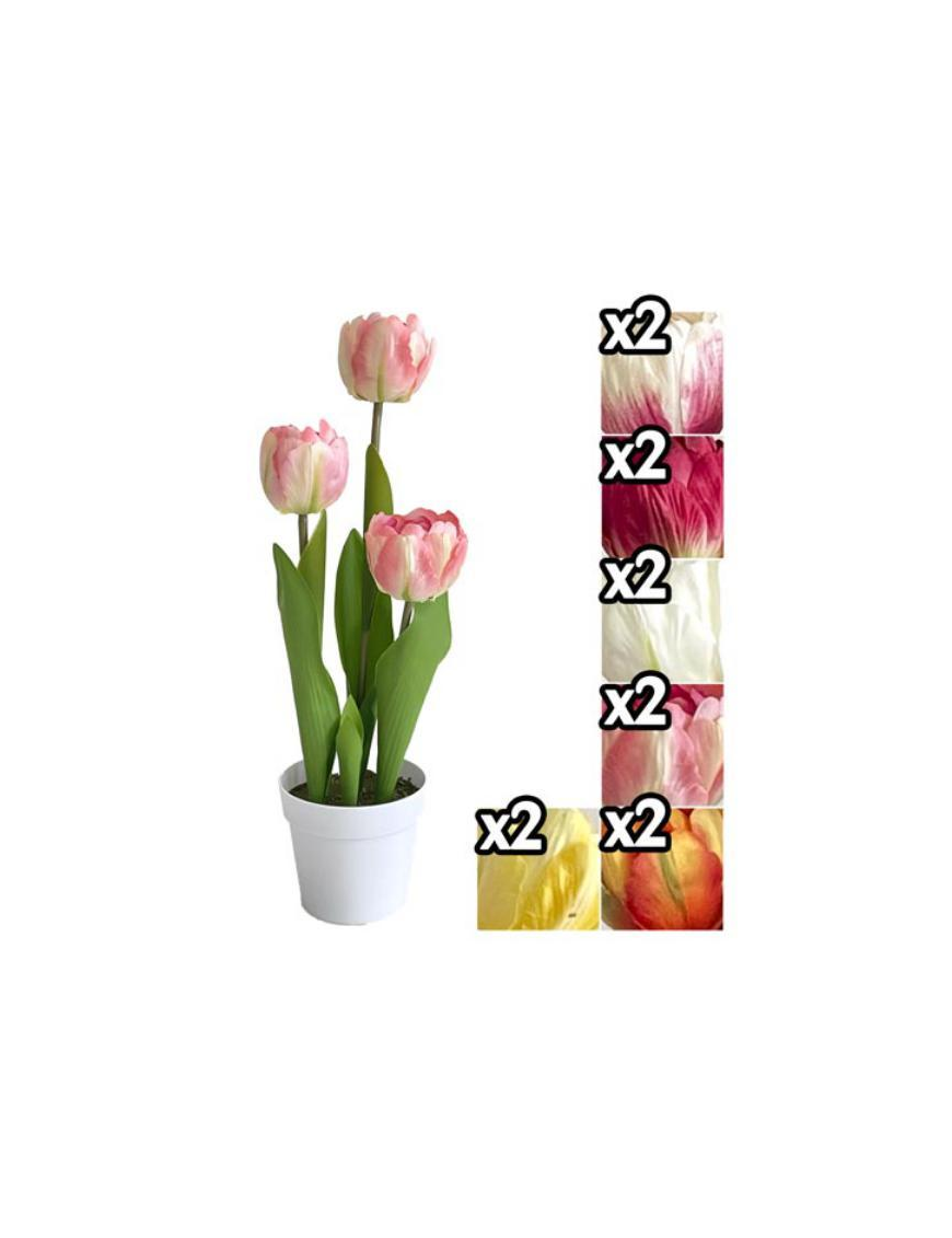PIANTA TULIPANI 34 CENTIMETRI