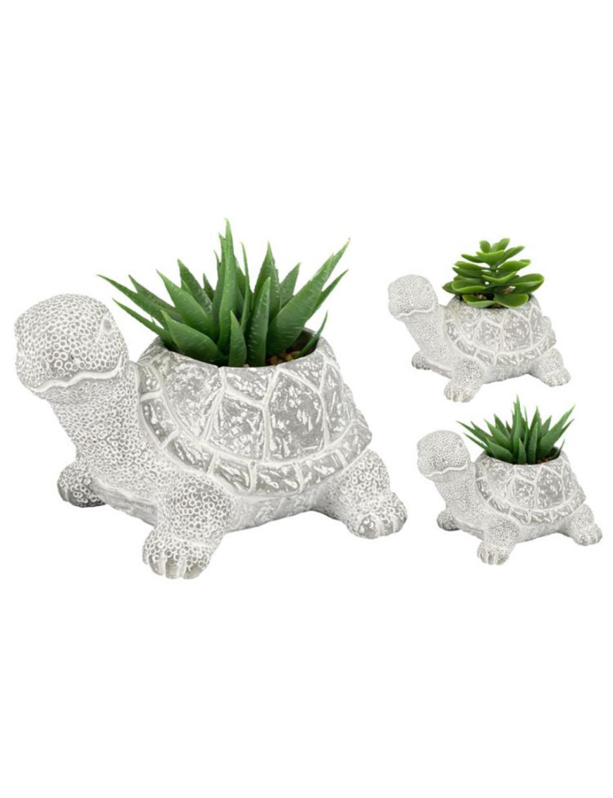 12cm Turtle Potted Succulent Plant