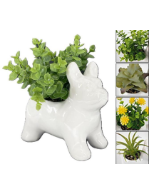 PIANTA GRASSA VASO PERLA BULLDOG 13,5cm