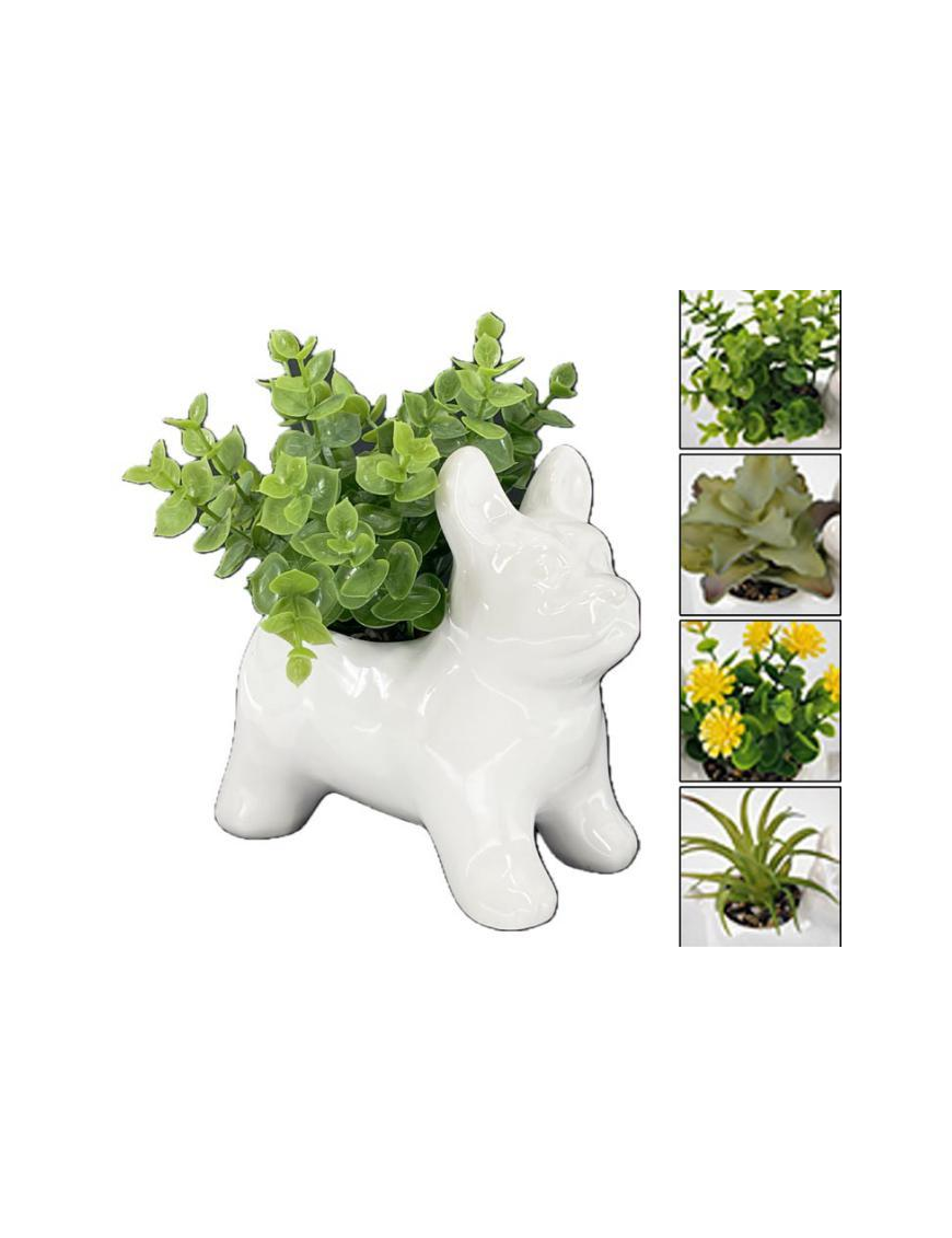 PIANTA GRASSA VASO PERLA BULLDOG 13,5cm