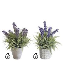 PIANTA LAVANDA 21cm