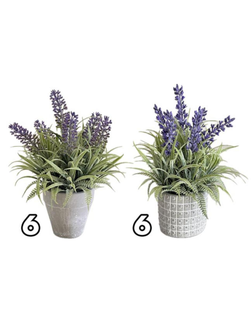 LAVENDER PLANT 21cm