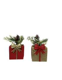 PLANT WITH GIFT PACKAGE 10x9x10cm