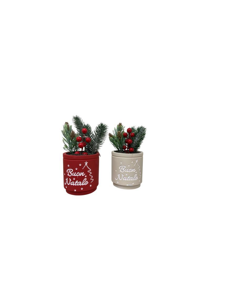 CHRISTMAS PLANT WITH POT 12x12x12cm