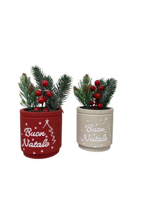 CHRISTMAS PLANT WITH POT 12x12x12cm