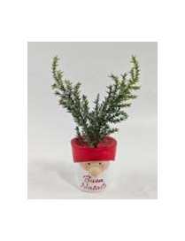 PIANTINA C/VASO  VISO BABBO 15cm