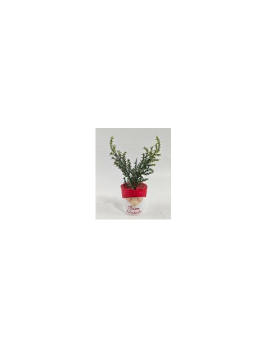 PIANTINA C/VASO  VISO BABBO 15cm