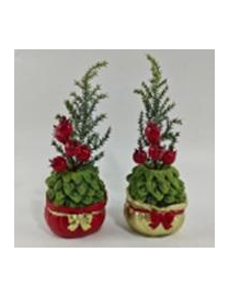 PIANTINA C/VASO  SACCO 16cm 629047