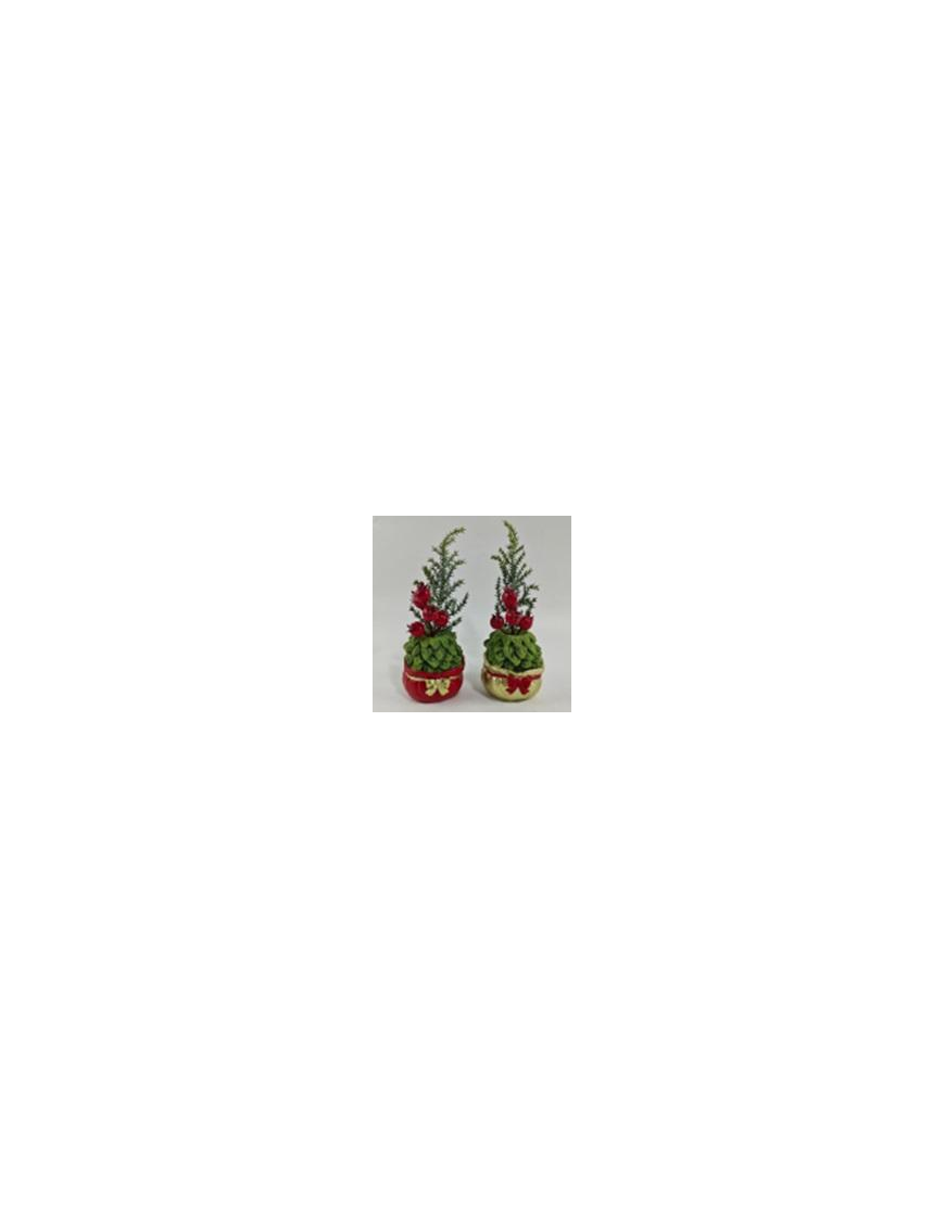 PIANTINA C/VASO  SACCO 16cm 629047