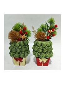 PIANTINA C/VASO  PACCO 23cm 629067