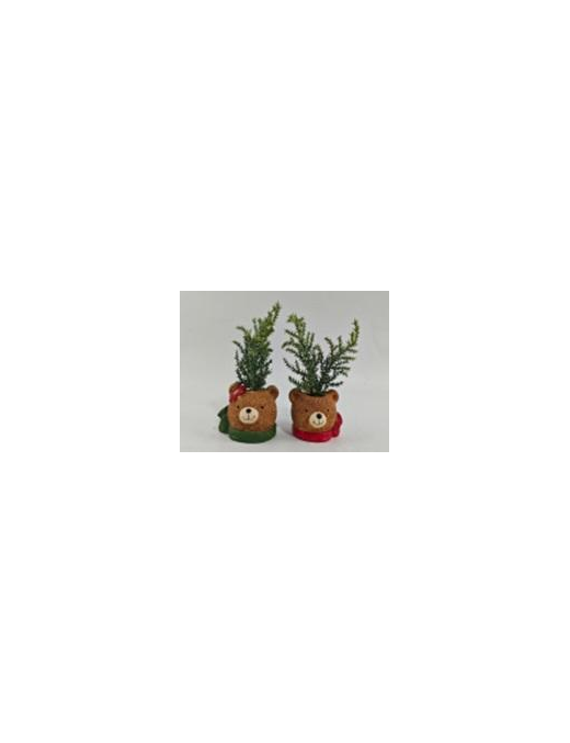 PIANTINA C/VASO  ORSO 18cm 629070