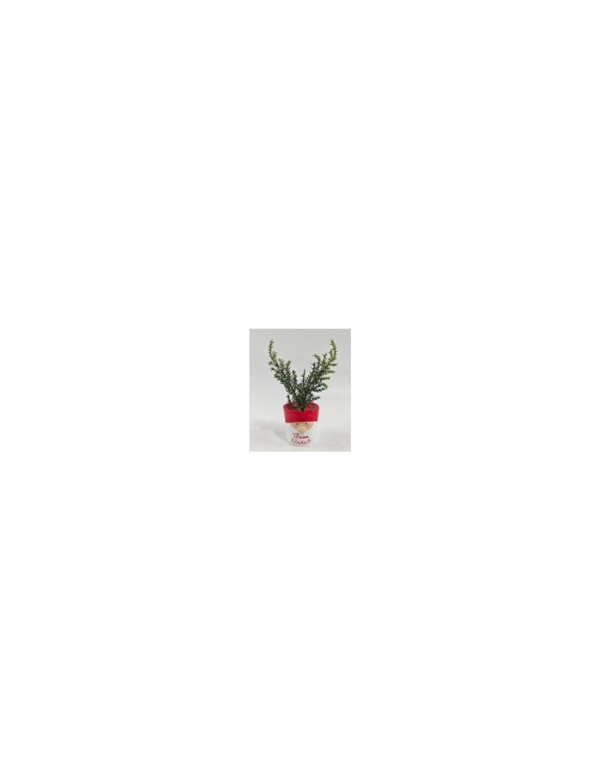 PIANTINA C/VASO  VISO BABBO 19cm 629078