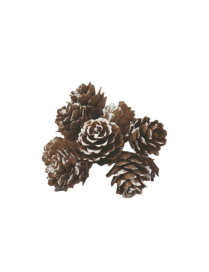 PIGNETTE NATURALI 2.5cm