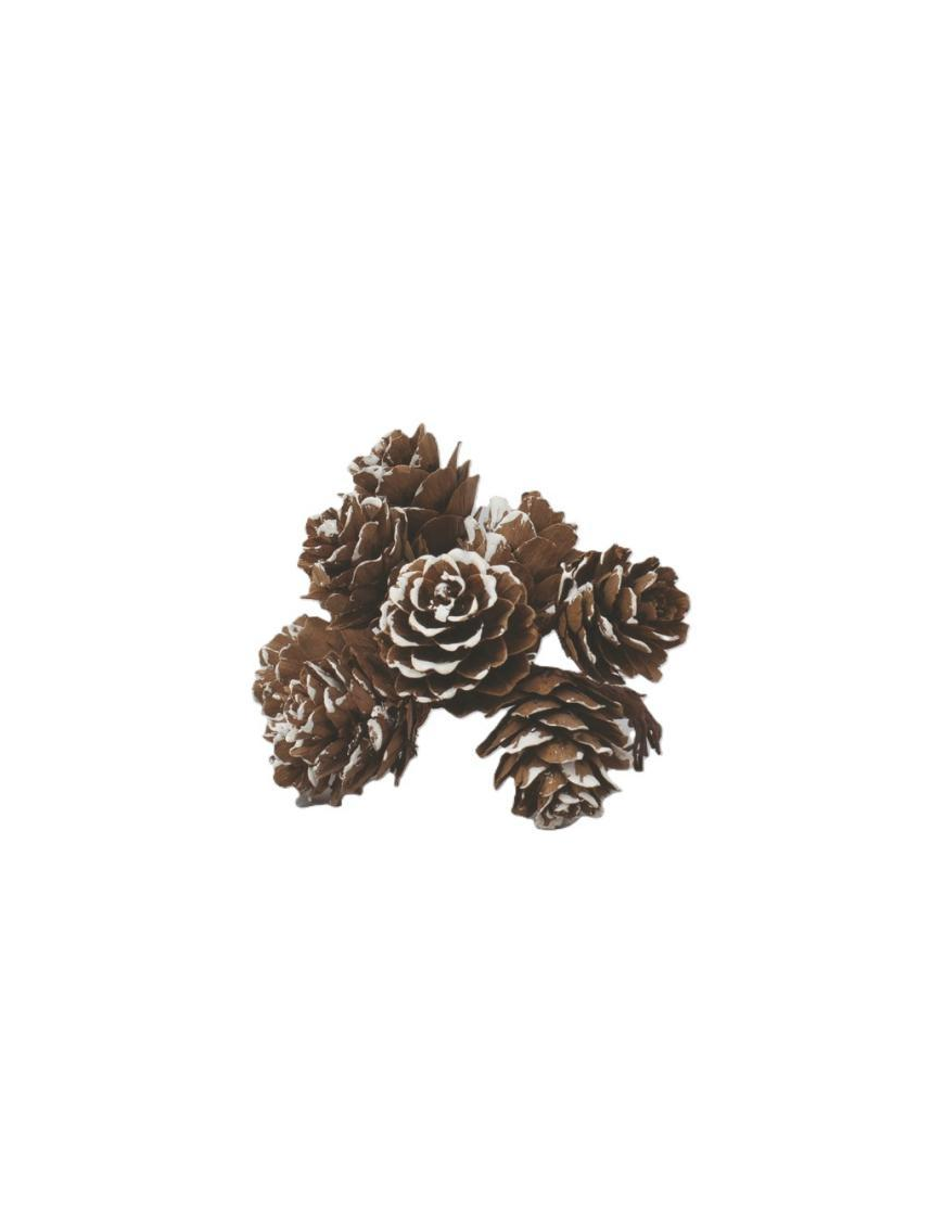 PIGNETTE NATURALI 2.5cm