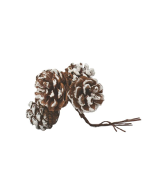 PIGNETTE NATURALI 4cm