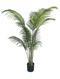 PIANTA G. PALMA GREEN 153cm 62764