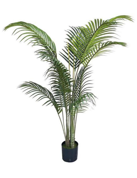 PIANTA G. PALMA GREEN 153cm 62764