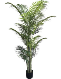 PIANTA GR. PALMA GREEN 213cm 62762