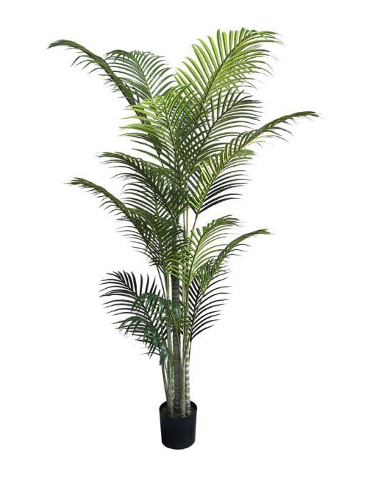 PIANTA GR. PALMA GREEN 213cm 62762