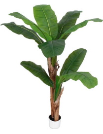 PIANTA GR. BANANO FOREST 160cm 62809
