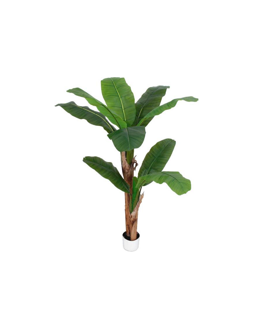 PIANTA GR. BANANO FOREST 160cm 62809