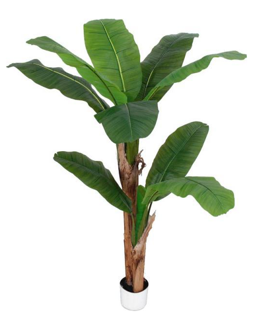 PIANTA GR. BANANO FOREST 160cm 62809