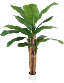PIANTA GR. BANANO FOREST 220cm 62811