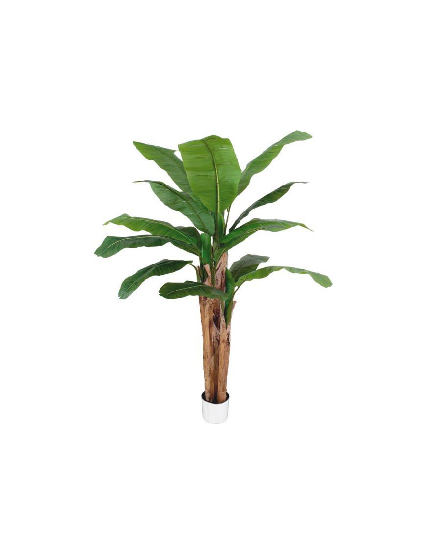 PIANTA GR. BANANO FOREST 220cm 62811