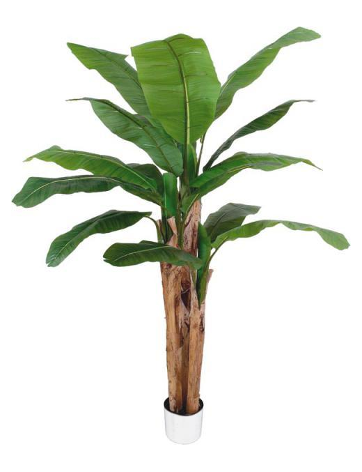 PIANTA GR. BANANO FOREST 220cm 62811