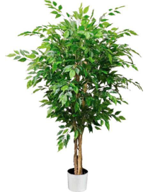 PIANTA GR. FICUS FOREST 120cm 62801