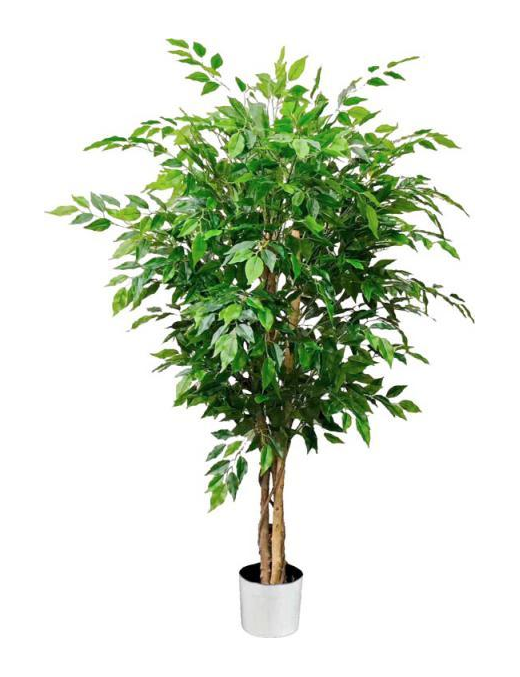 PIANTA GR. FICUS FOREST 120cm 62801