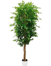 PIANTA GR. FICUS FOREST 180cm 62803