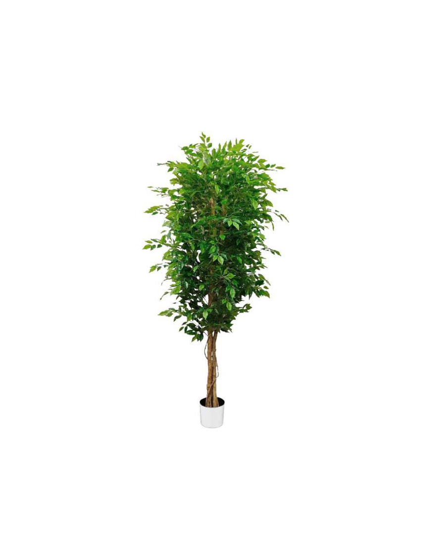 PIANTA GR. FICUS FOREST 180cm 62803