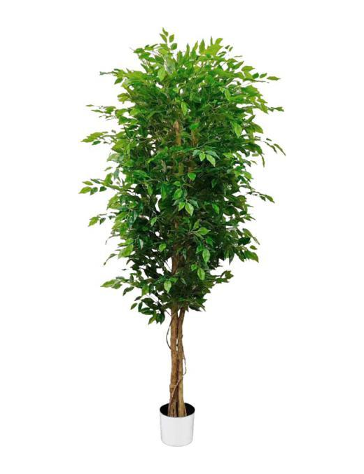 PIANTA GR. FICUS FOREST 180cm 62803