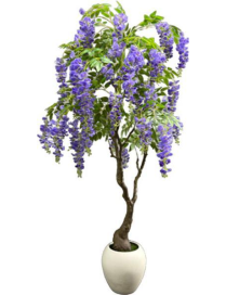 PIANTA GR. GLICINE POTTED 180cm 63192